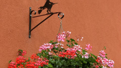 エギスハイムの花２