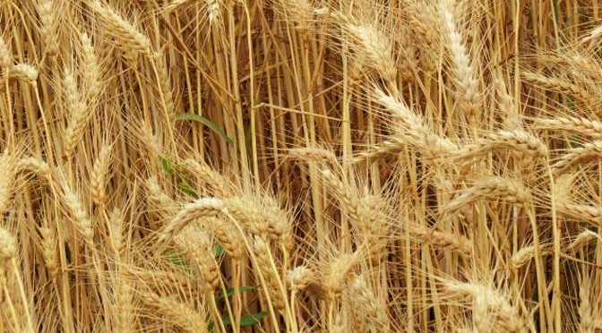 エギスハイムの麦畑