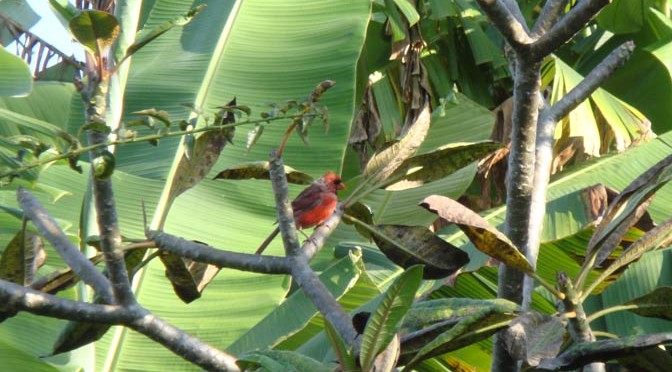 ハワイ島の赤い鳥