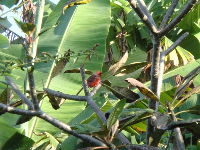ハワイ島の赤い鳥