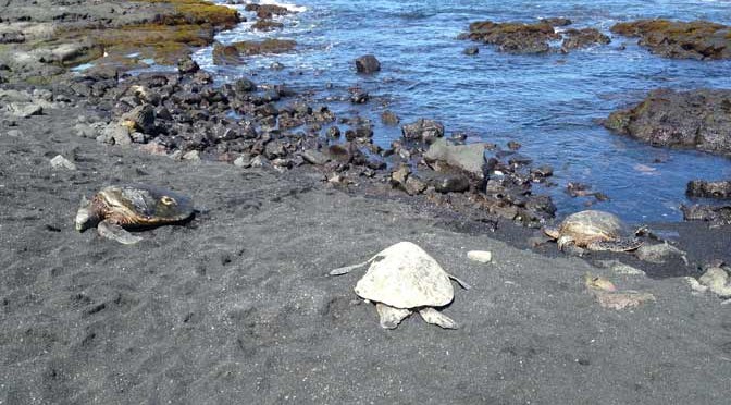 プナルウ黒砂海岸の亀