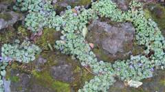 レイキャビクの石