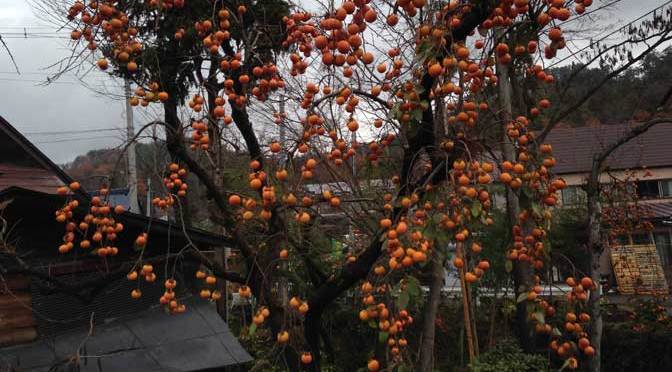 会津若松の柿の木